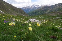 Pulsatilla alpina apiifolia